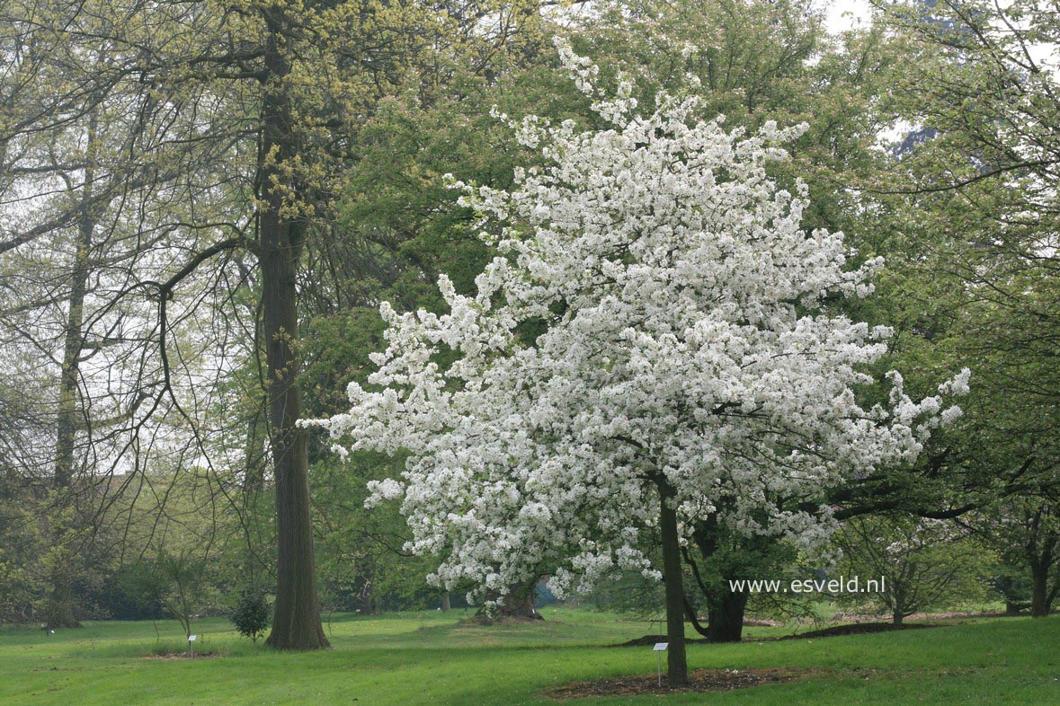 Malus 'Evereste' (PERPETU)