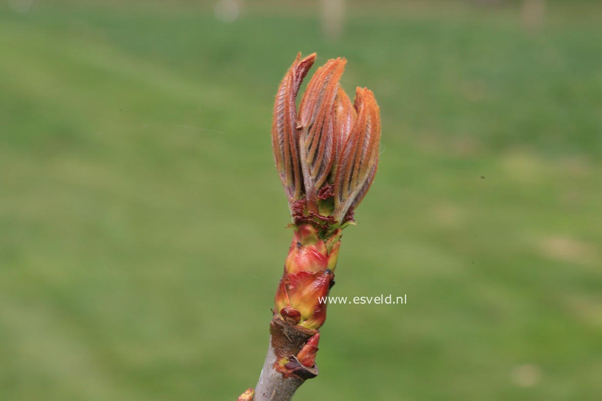 Sorbus sargentiana