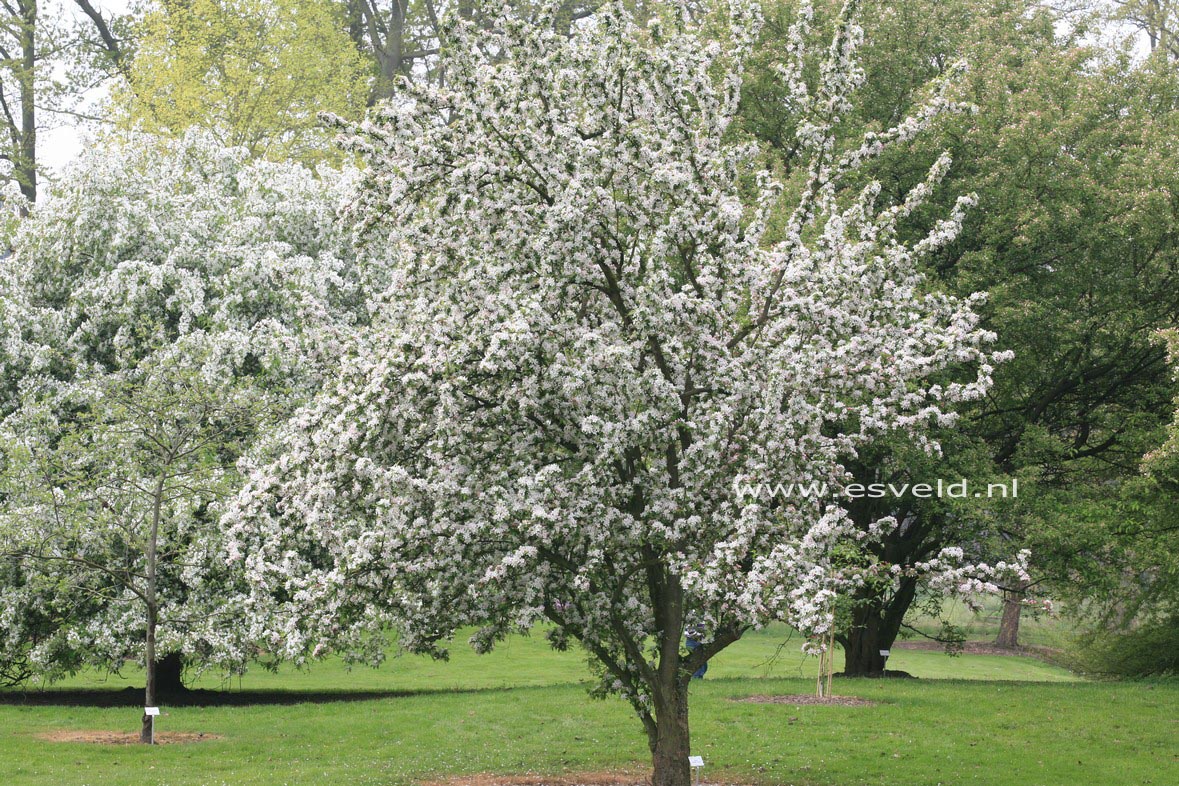 Malus 'Golden Hornet'