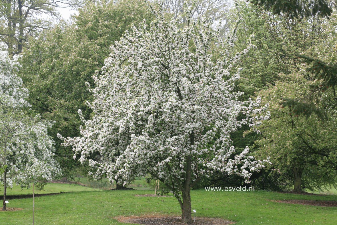 Malus 'Golden Hornet'