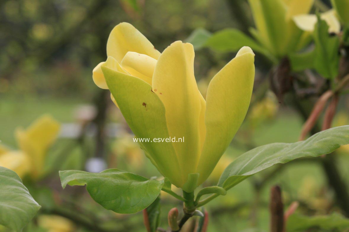 Magnolia 'Green Bee'