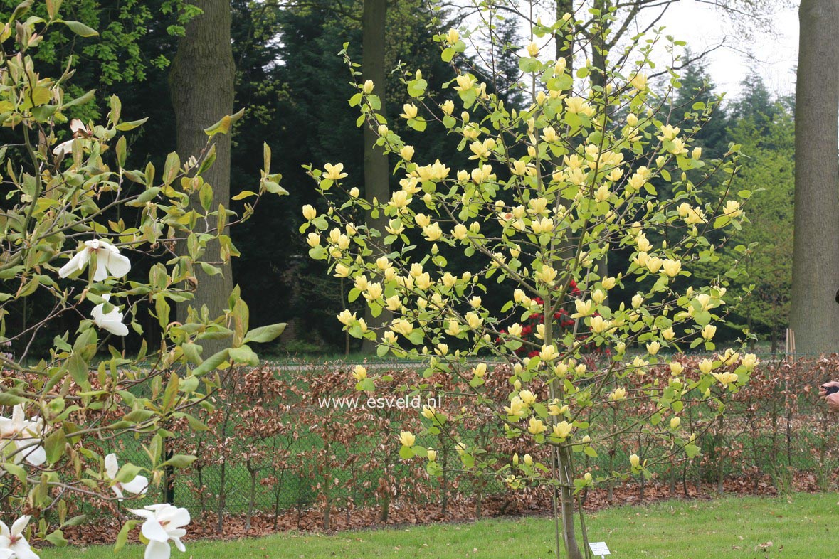 Plantentuin Esveld