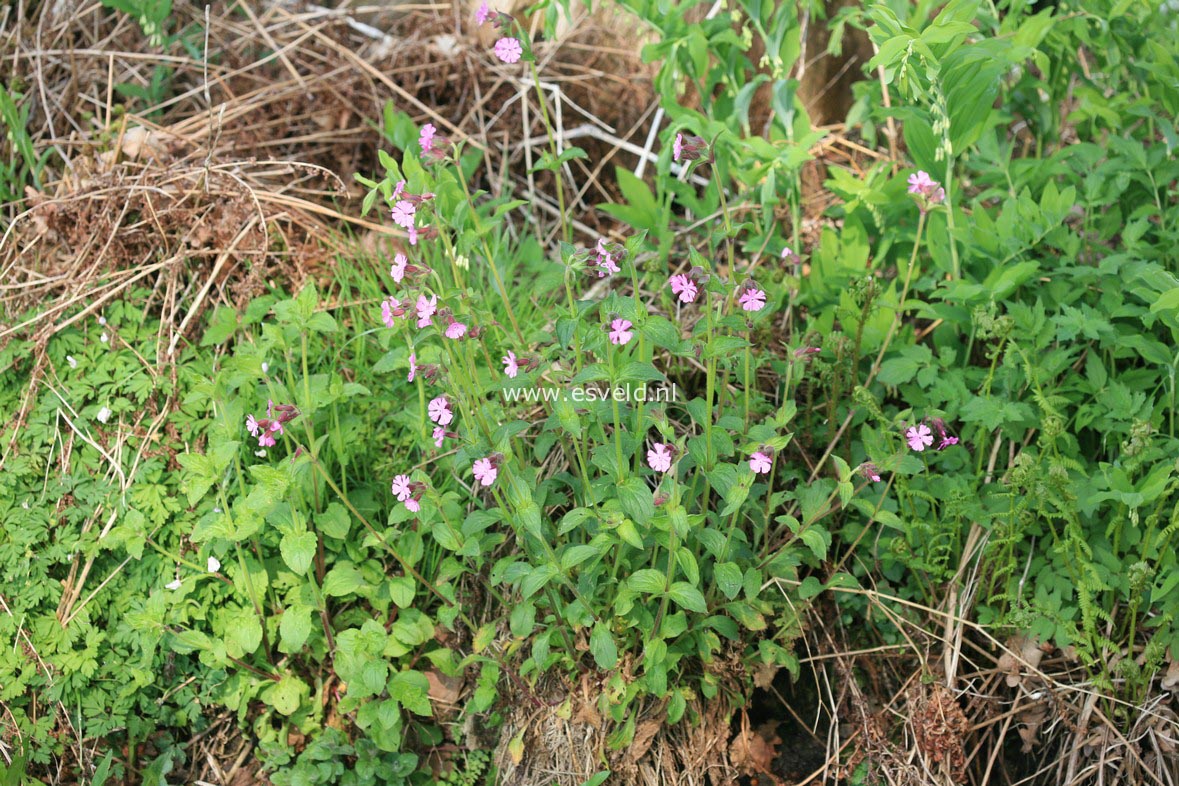 Silene dioica