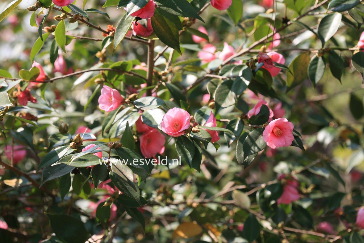 Camellia 'Cornish Spring'