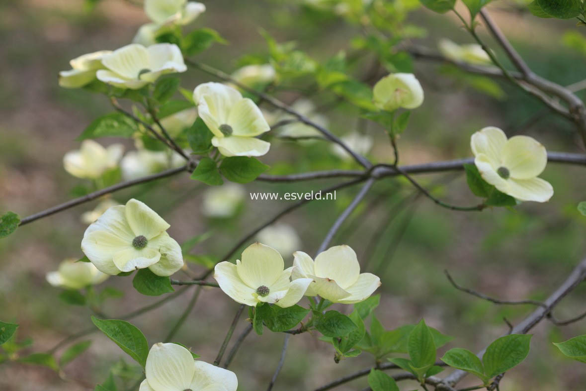 Cornus nuttallii 'Pink Blush'