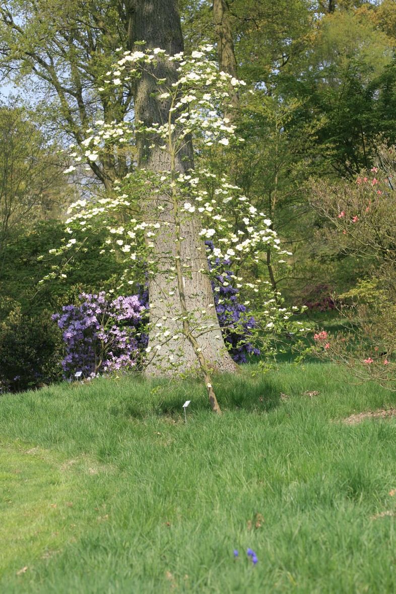 Cornus 'Ormonde'