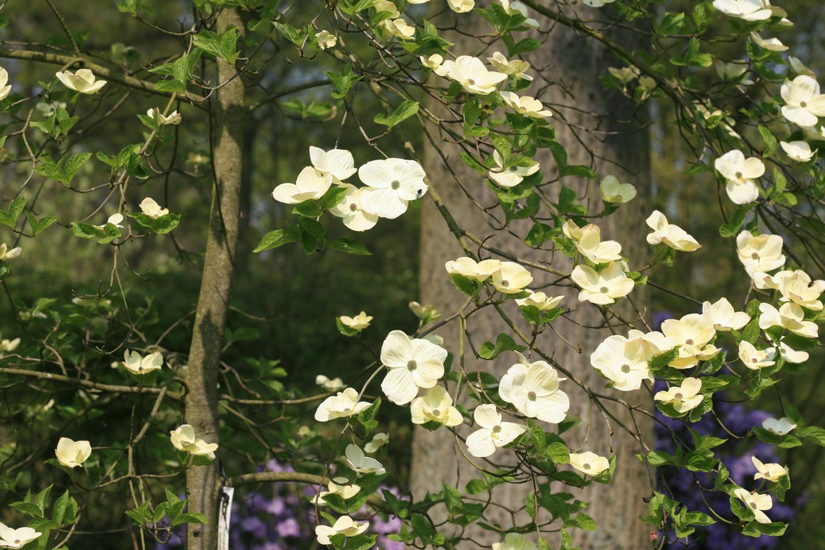 Cornus 'Ormonde'