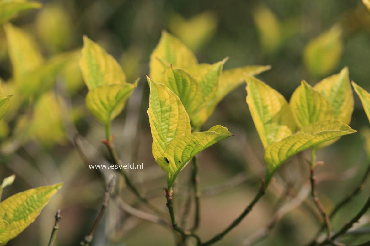 Cornus florida 'George Henry Ford'