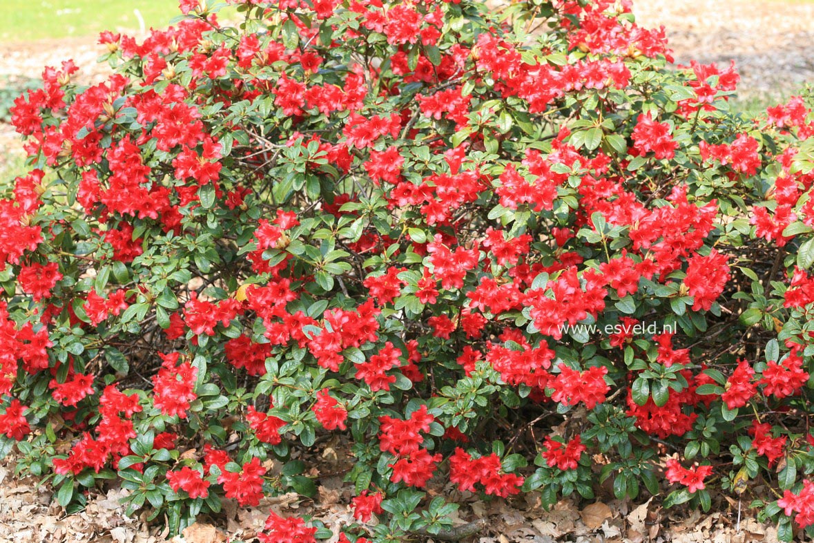 Rhododendron 'Bengal'