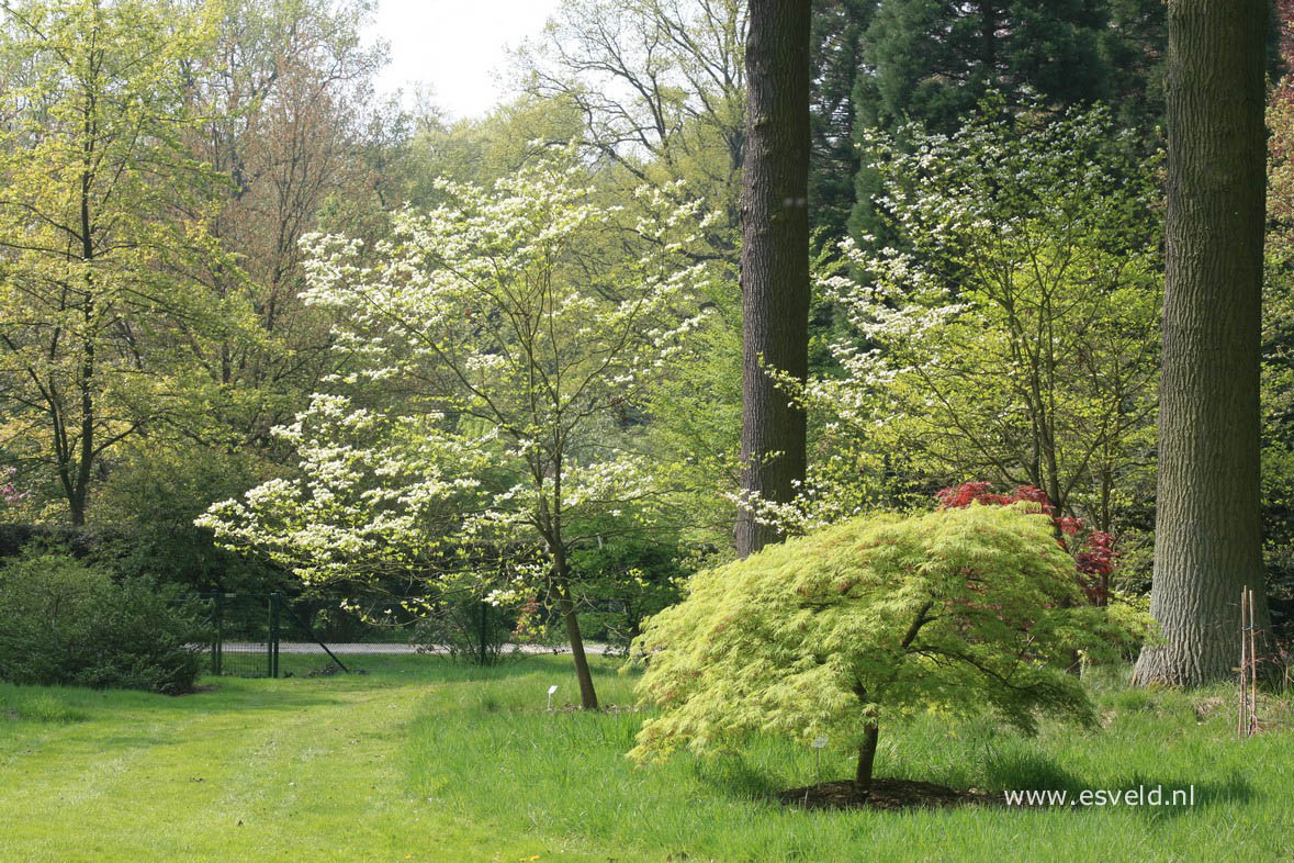 Cornus florida