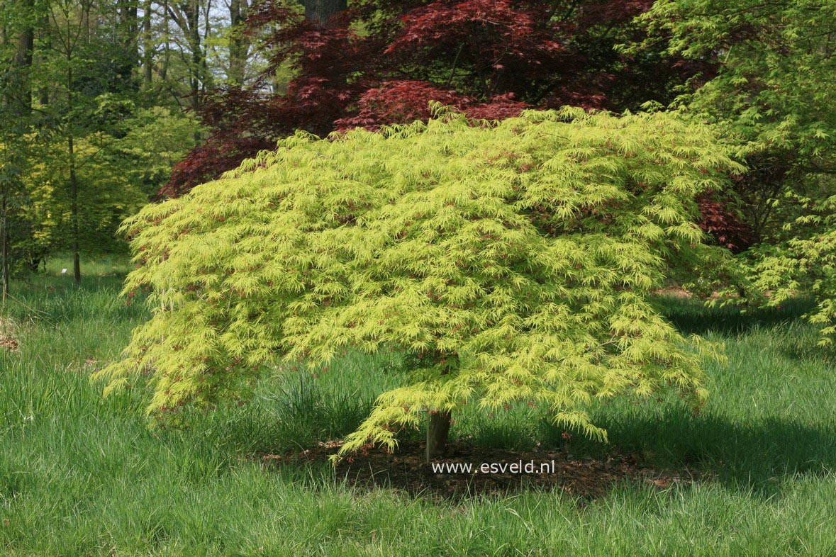 Acer palmatum 'Waterfall'