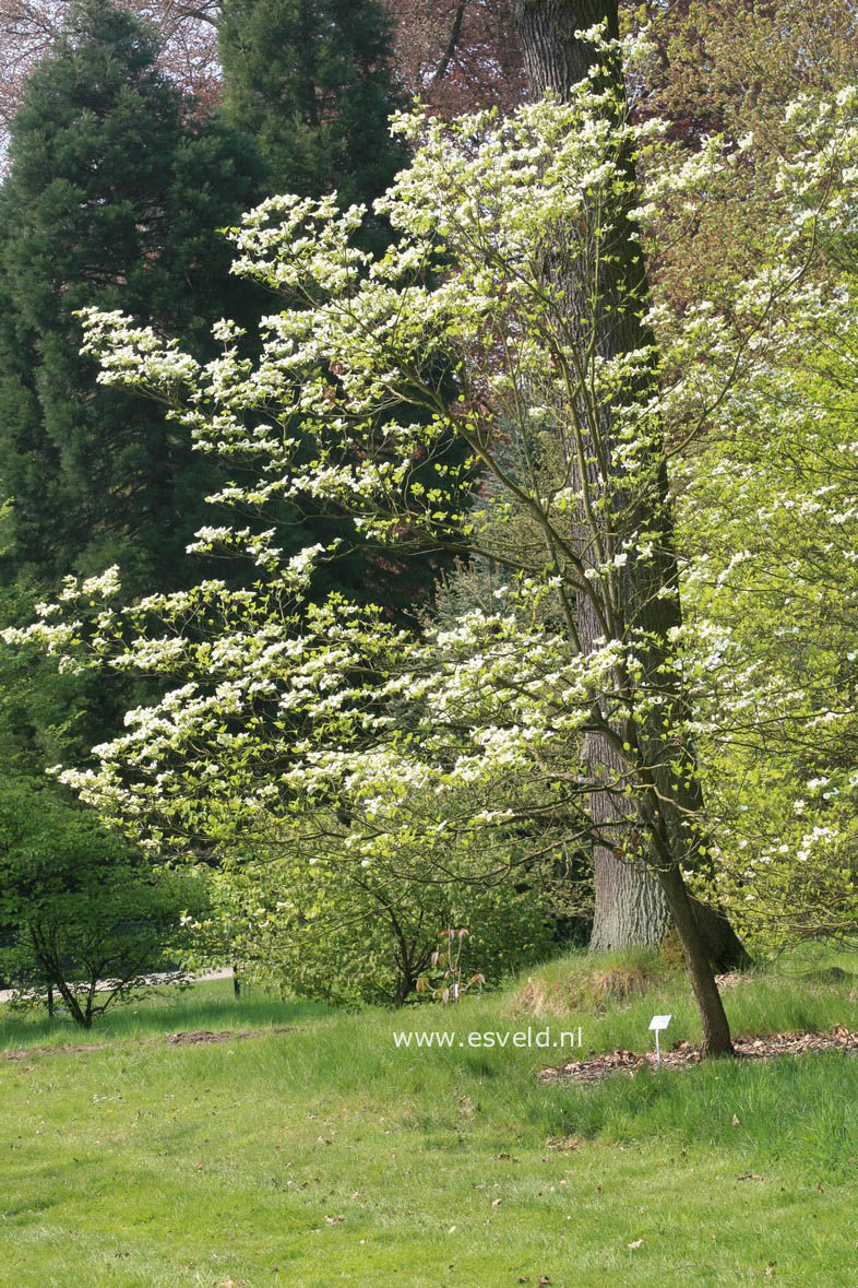 Cornus florida