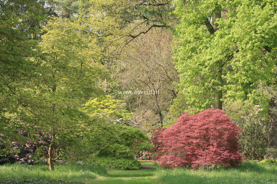 Acer palmatum 'Orangeola'