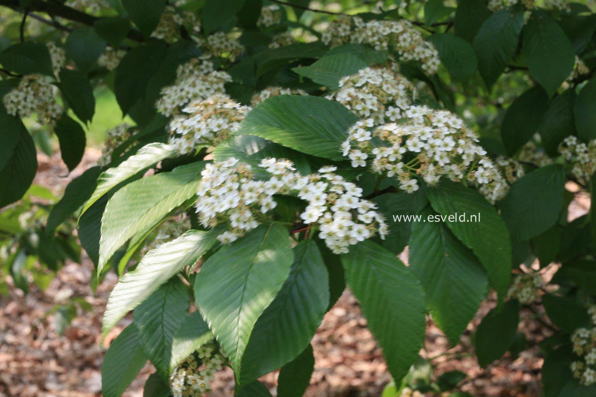 Sorbus caloneura