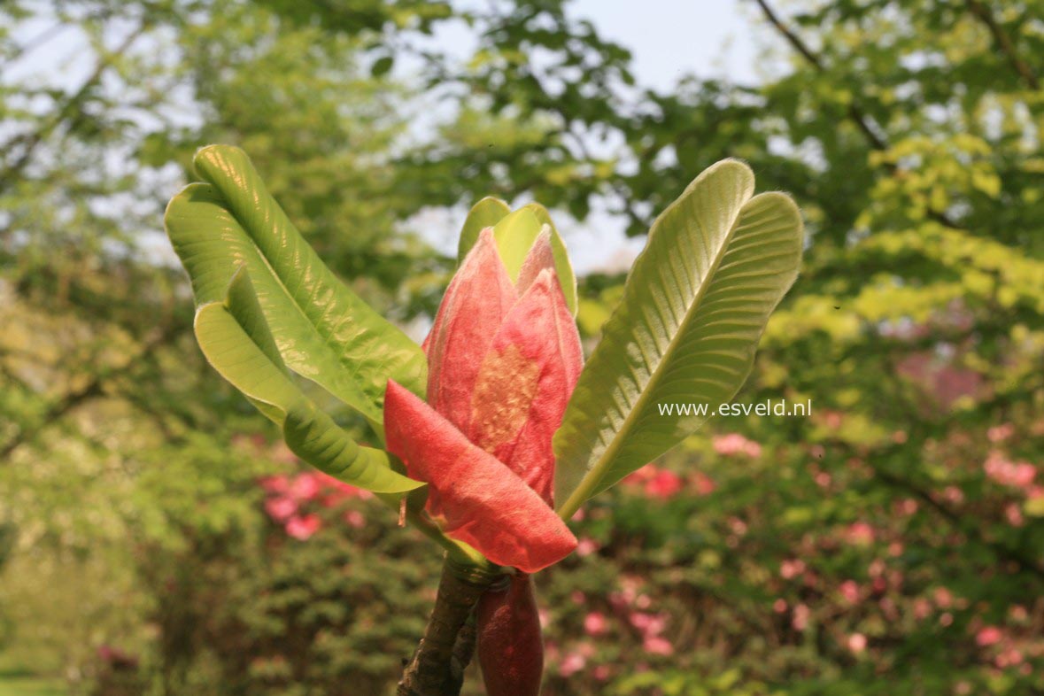 Magnolia officinalis biloba