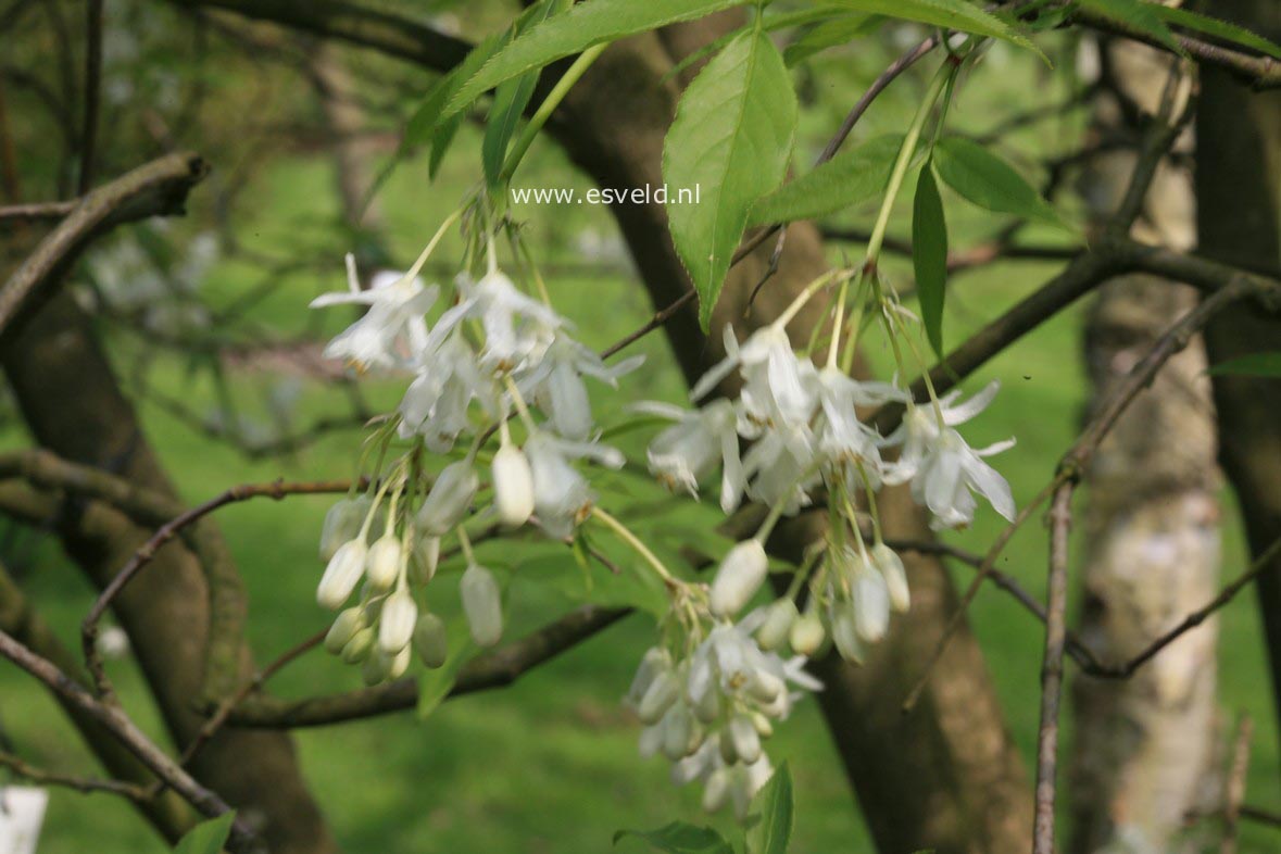 Staphylea colchica