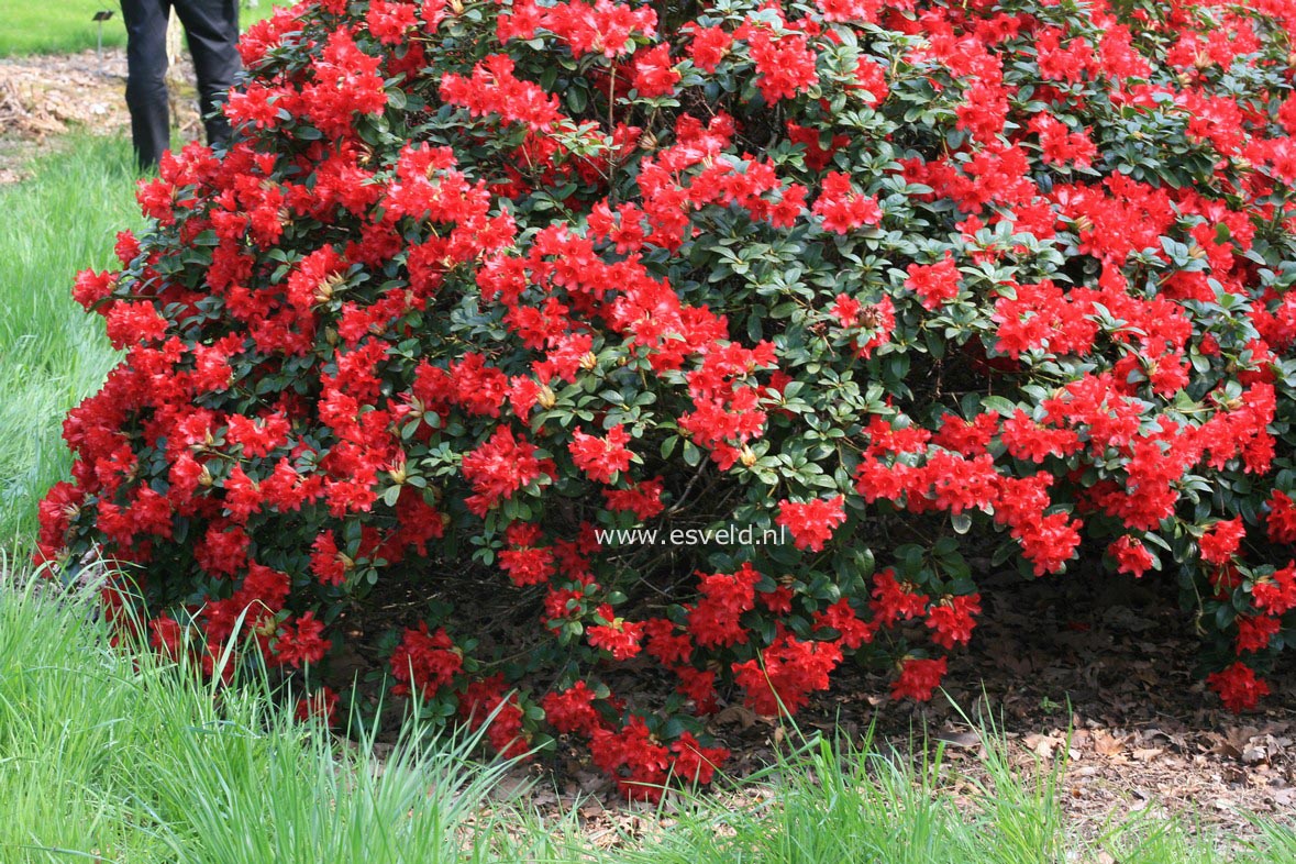 Rhododendron 'Bengal'