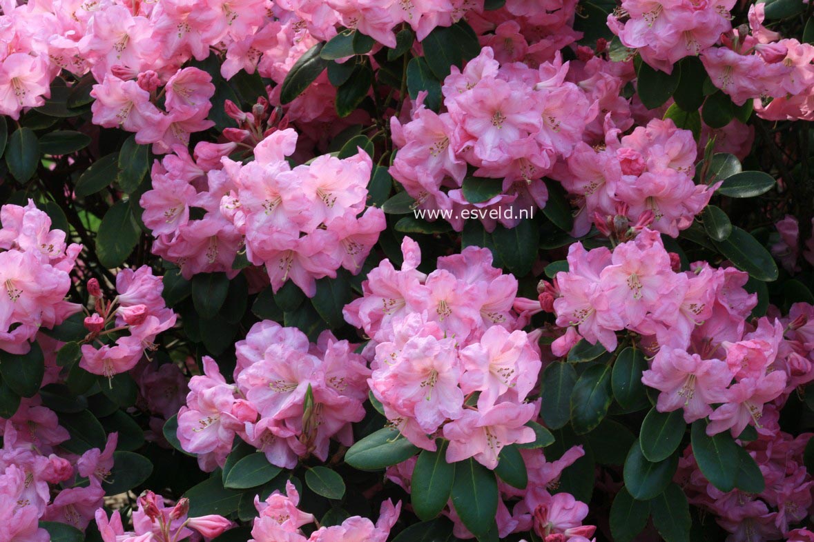 Rhododendron 'Luscombei'
