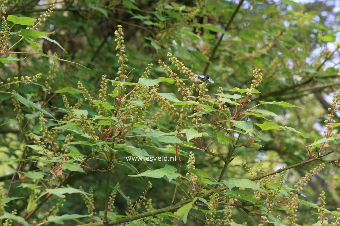 Acer pectinatum ssp. maximowiczii