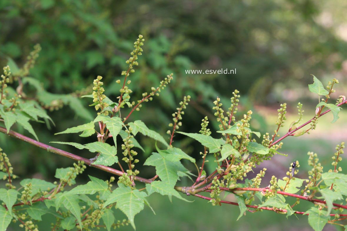 Acer pectinatum ssp. maximowiczii