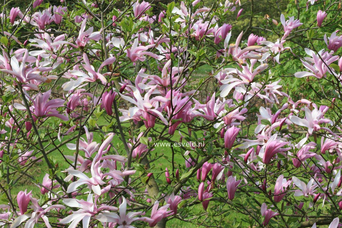 Magnolia 'Randy'