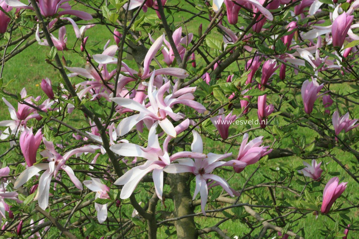 Magnolia 'Randy'