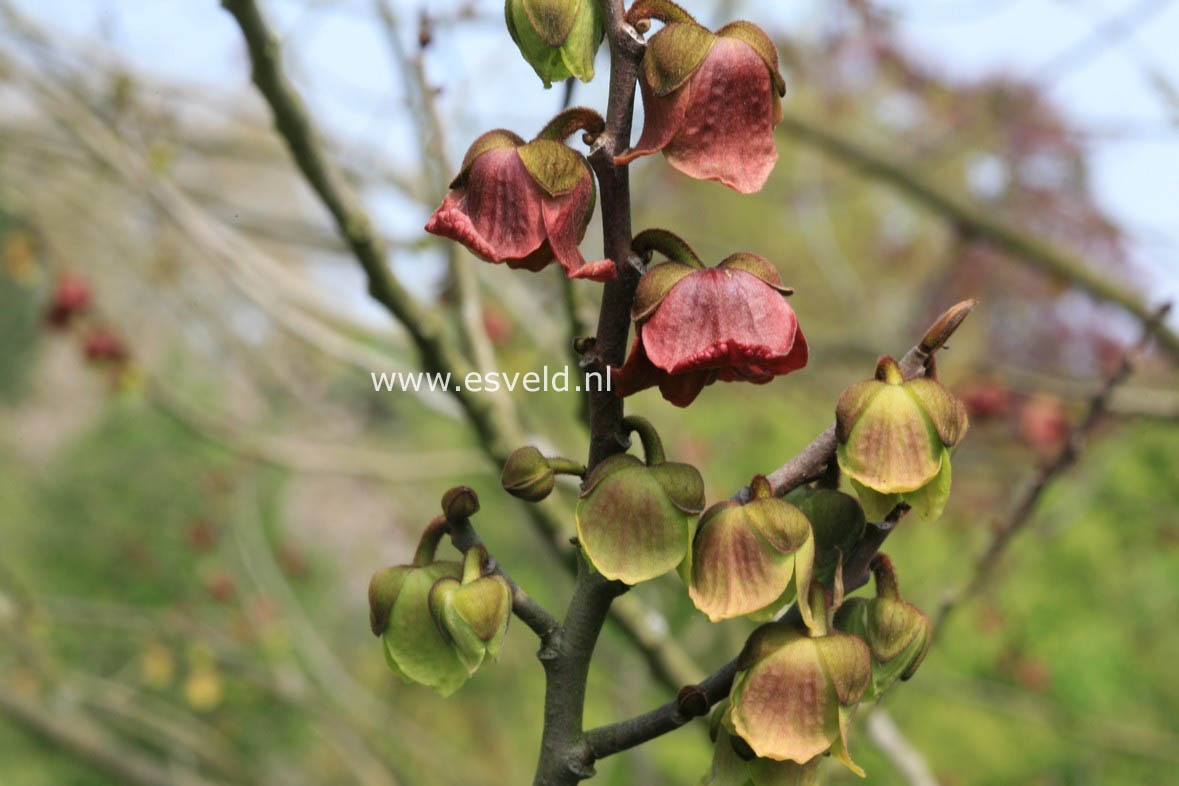 Asimina triloba