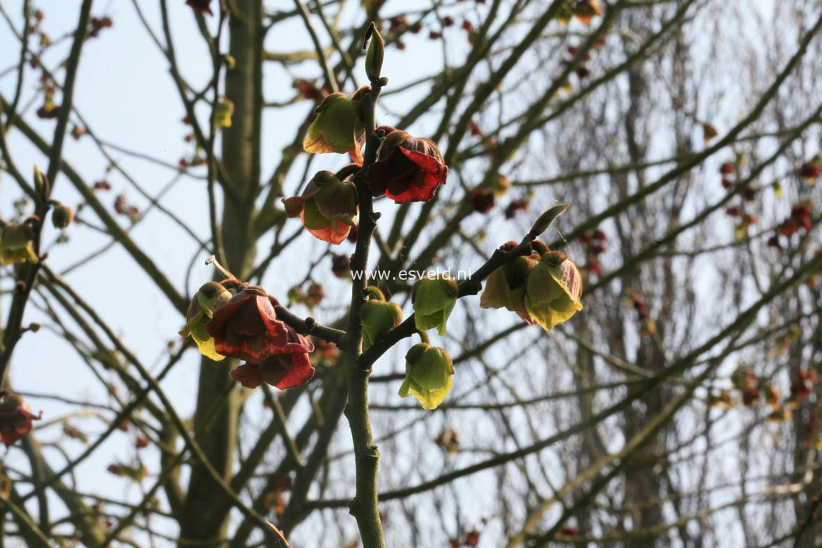 Asimina triloba