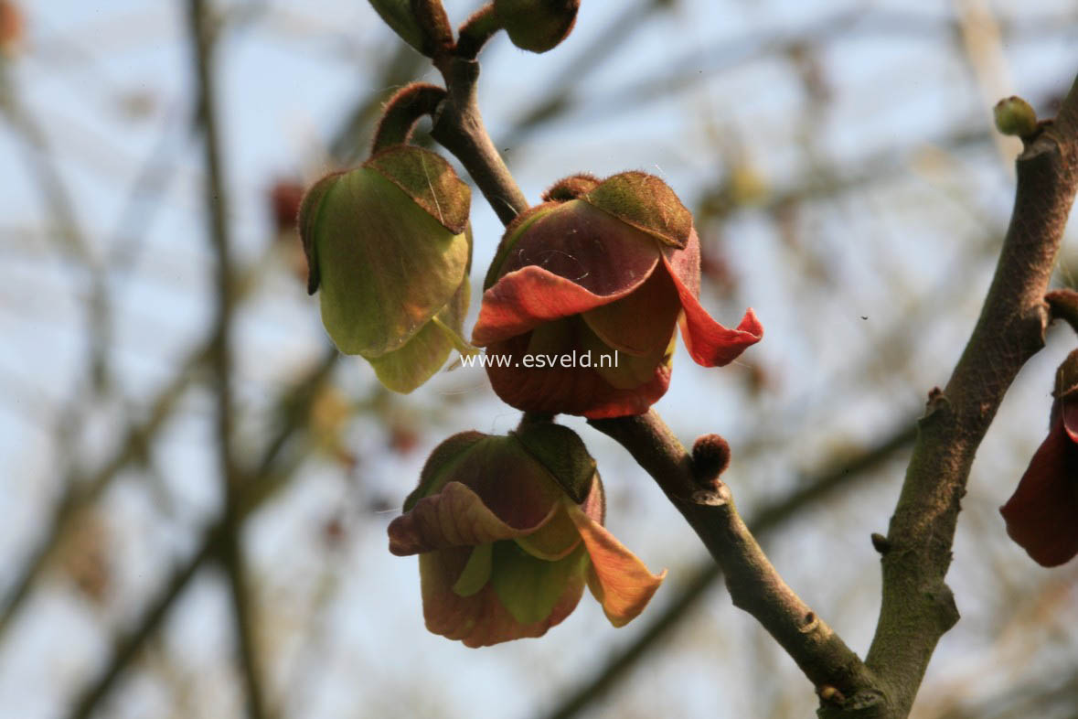 Asimina triloba