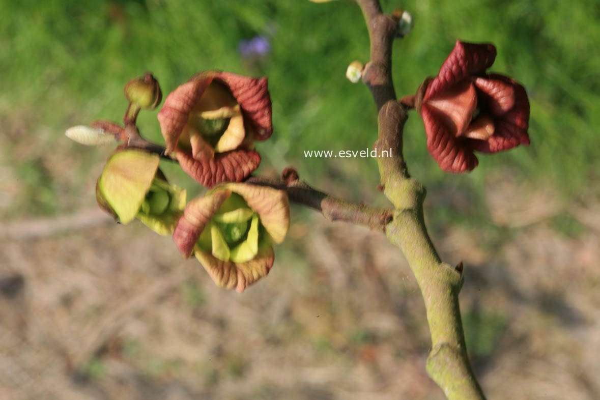 Asimina triloba