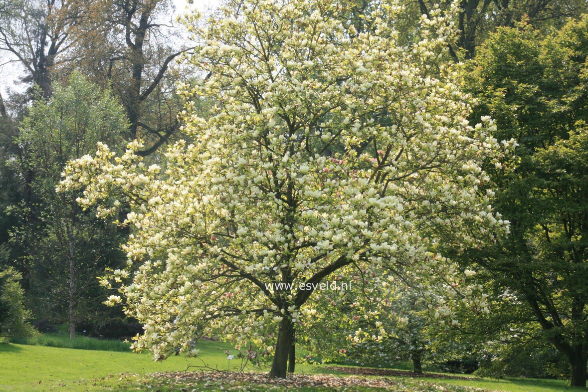 Magnolia 'Elizabeth'