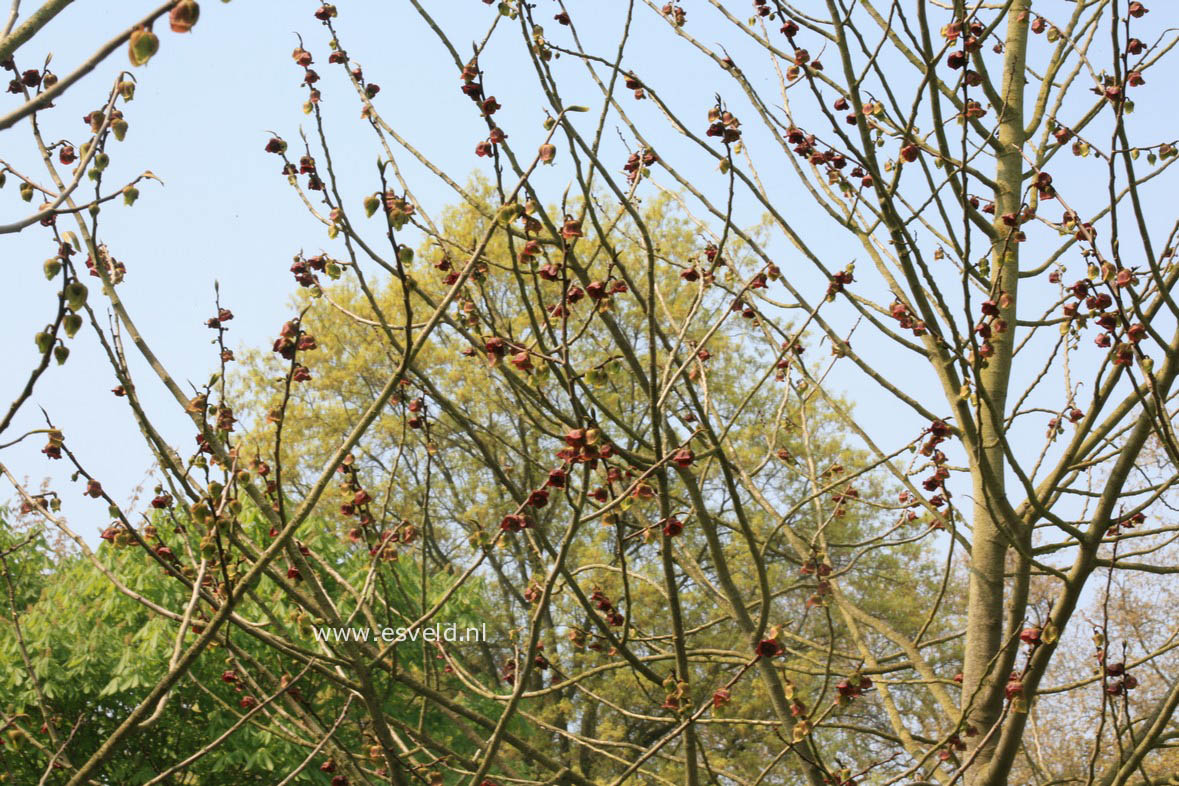 Asimina triloba