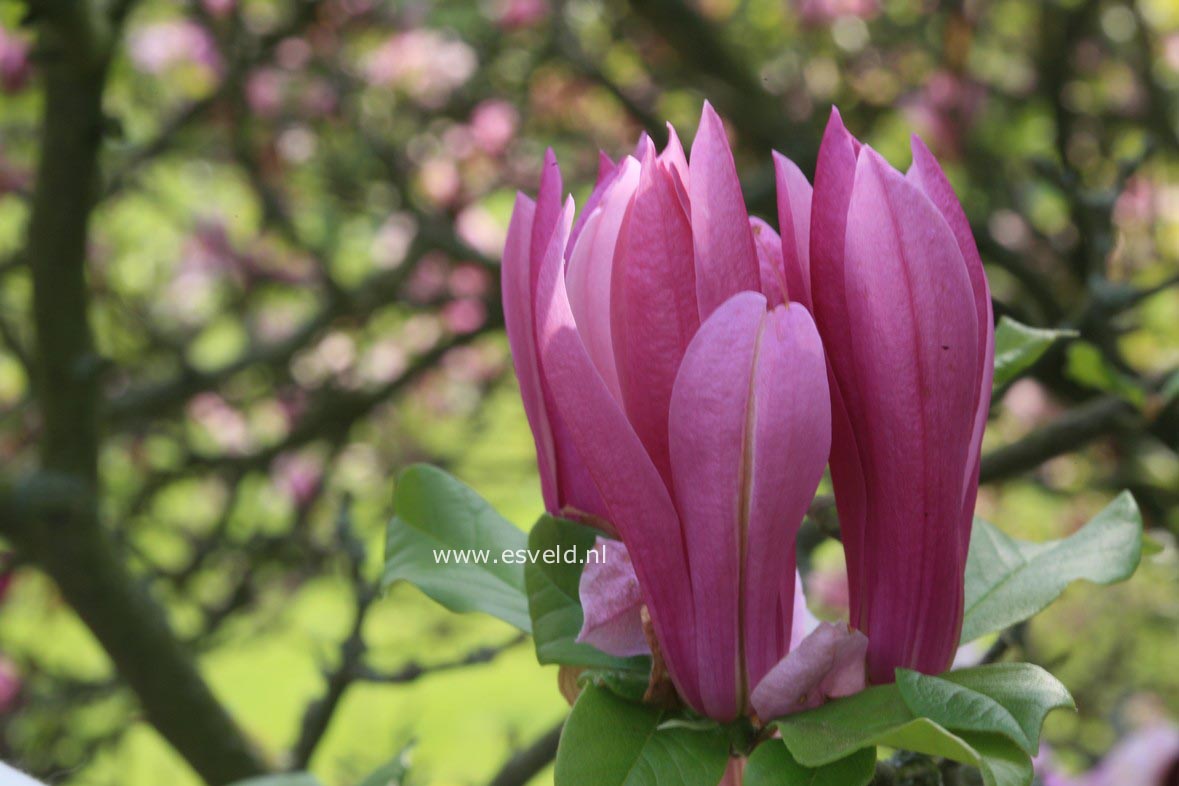 Magnolia 'Ricki'