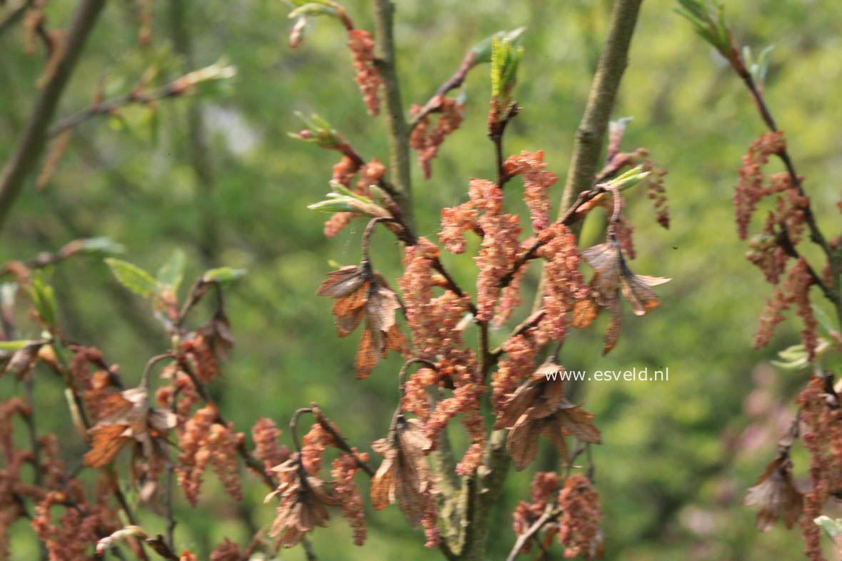 Carpinus coreana