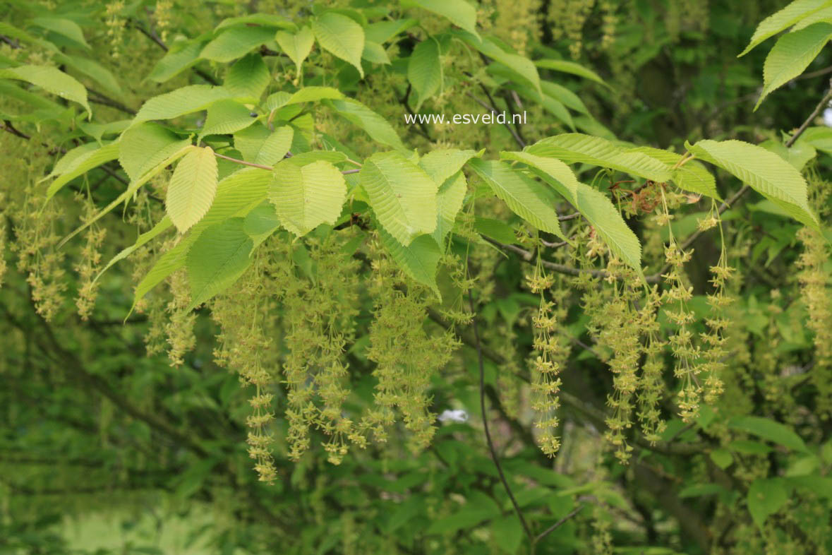 Acer carpinifolium