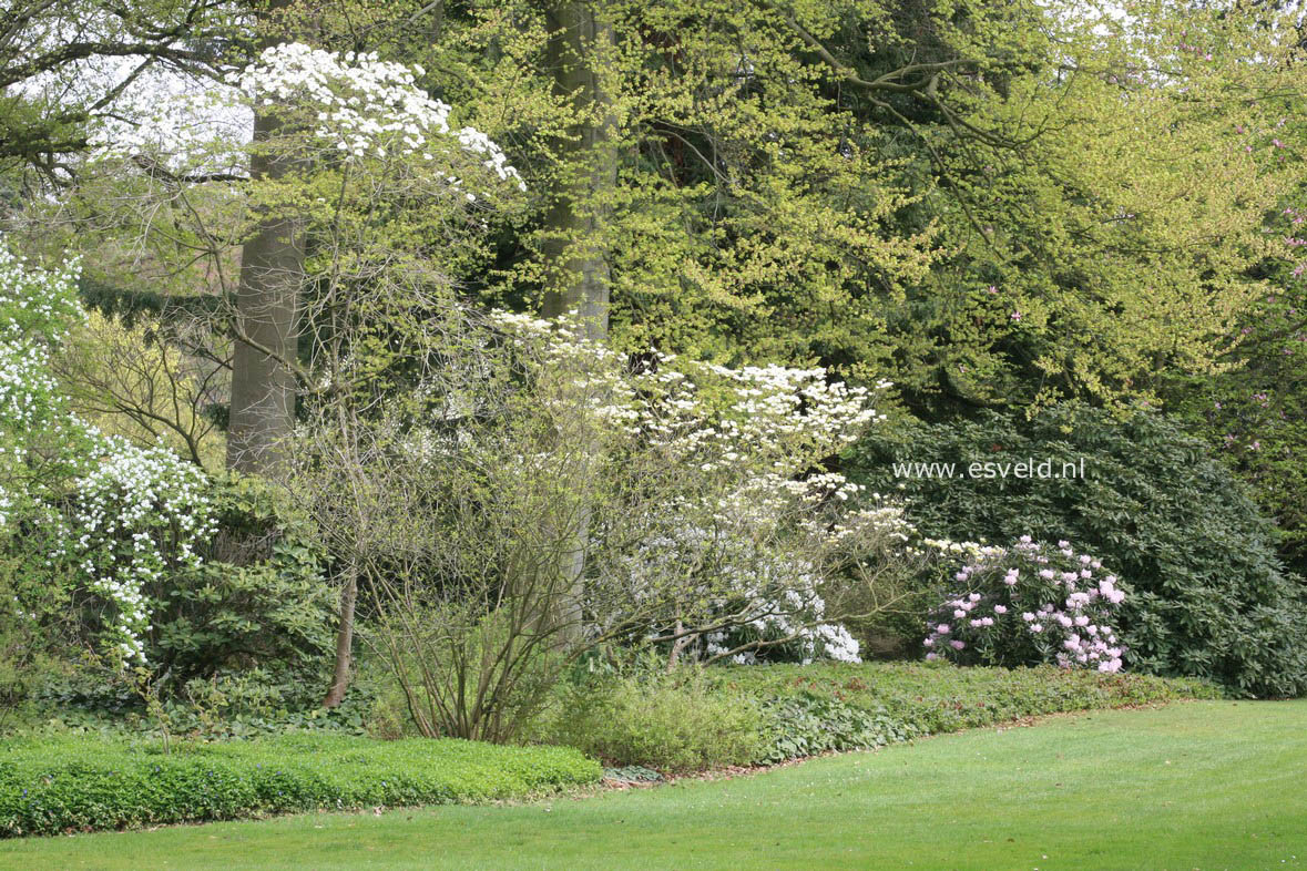 Cornus florida 'Cloud Nine'