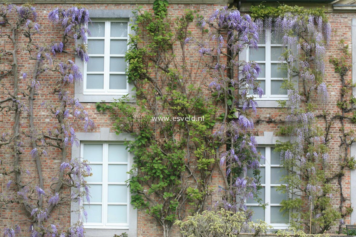 Wisteria sinensis