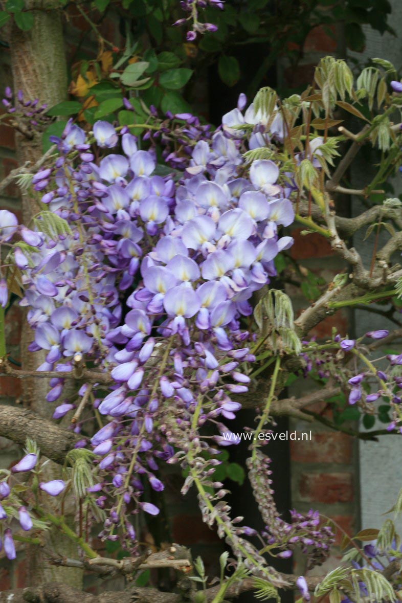 Wisteria sinensis 'Prolific'