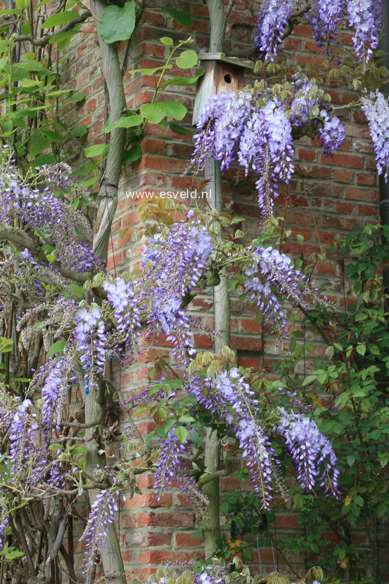 Wisteria sinensis 'Prolific'