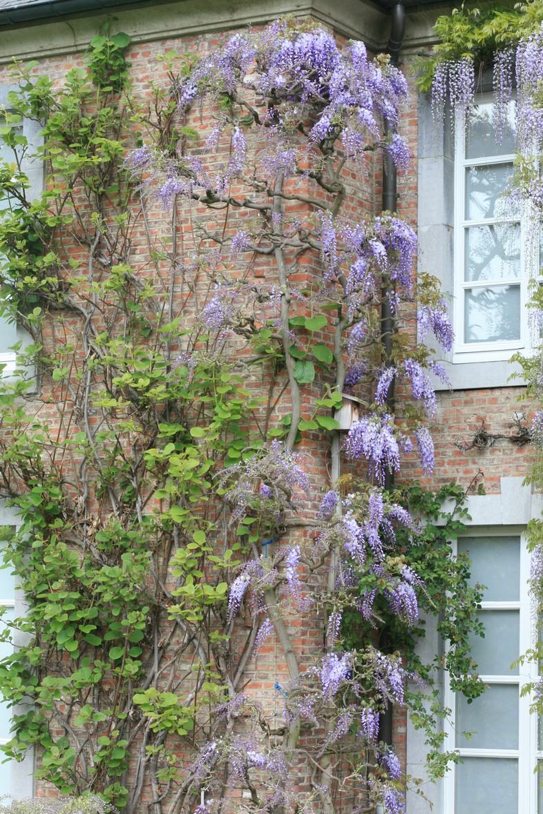 Wisteria sinensis 'Prolific'