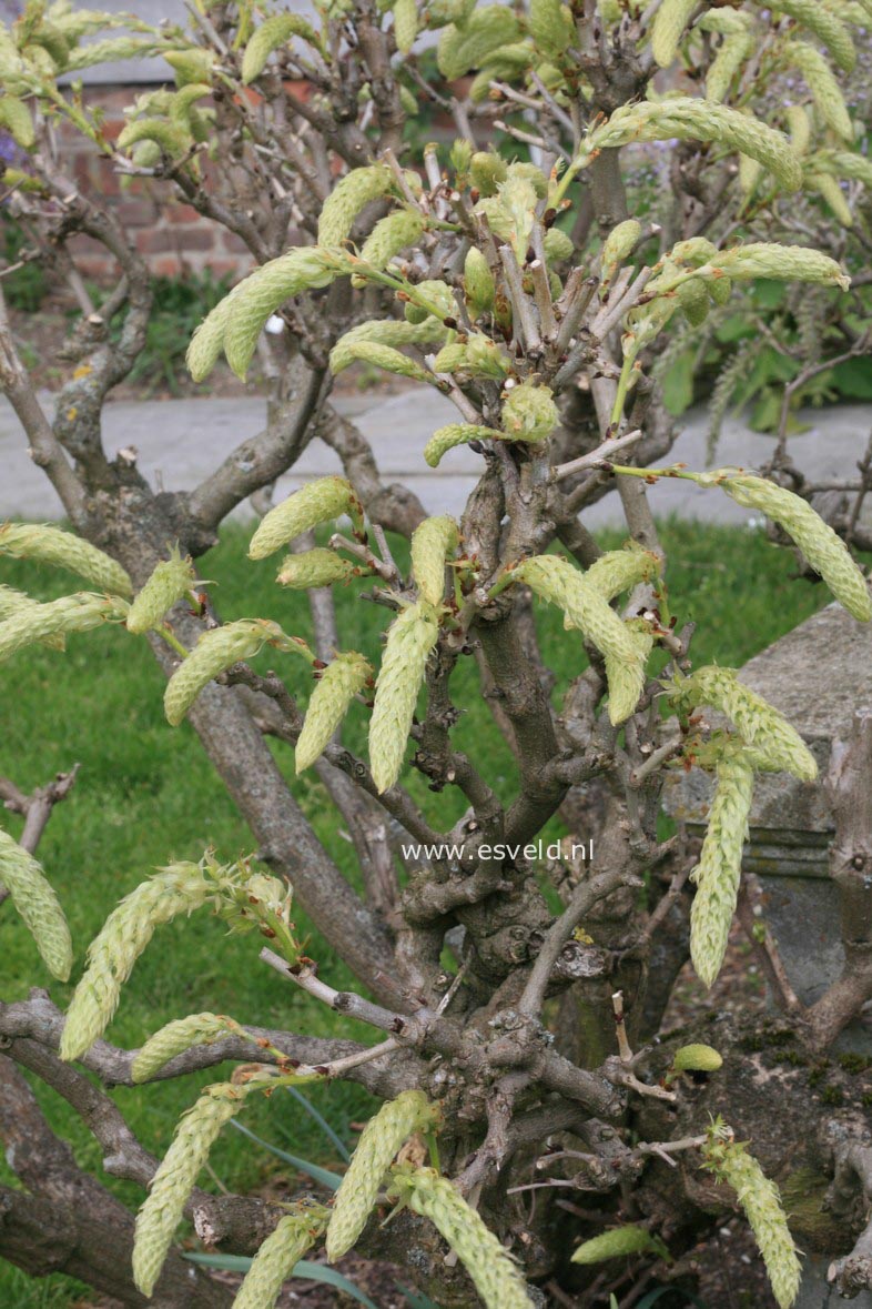 Wisteria floribunda 'Shiro noda'