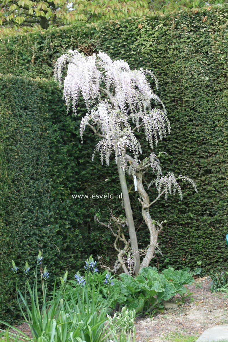 Wisteria floribunda 'Kuchi-beni' (Alborosea)