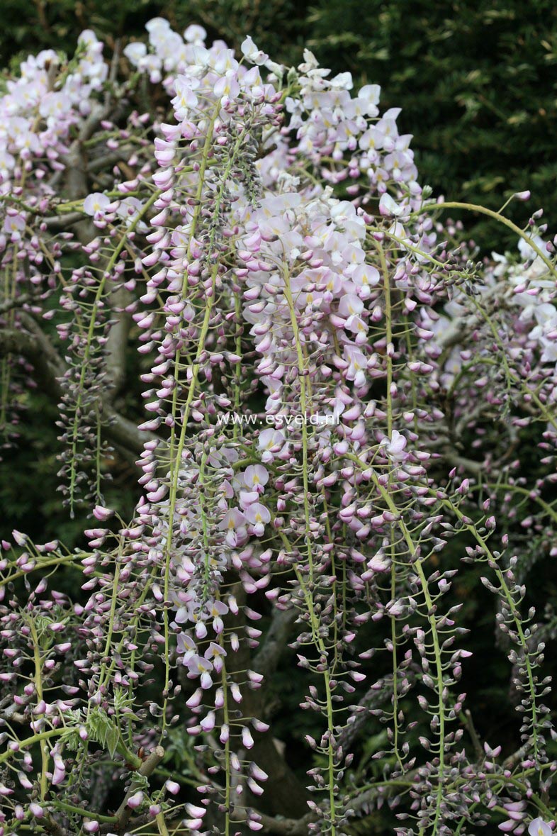 Wisteria floribunda 'Kuchi-beni' (Alborosea)