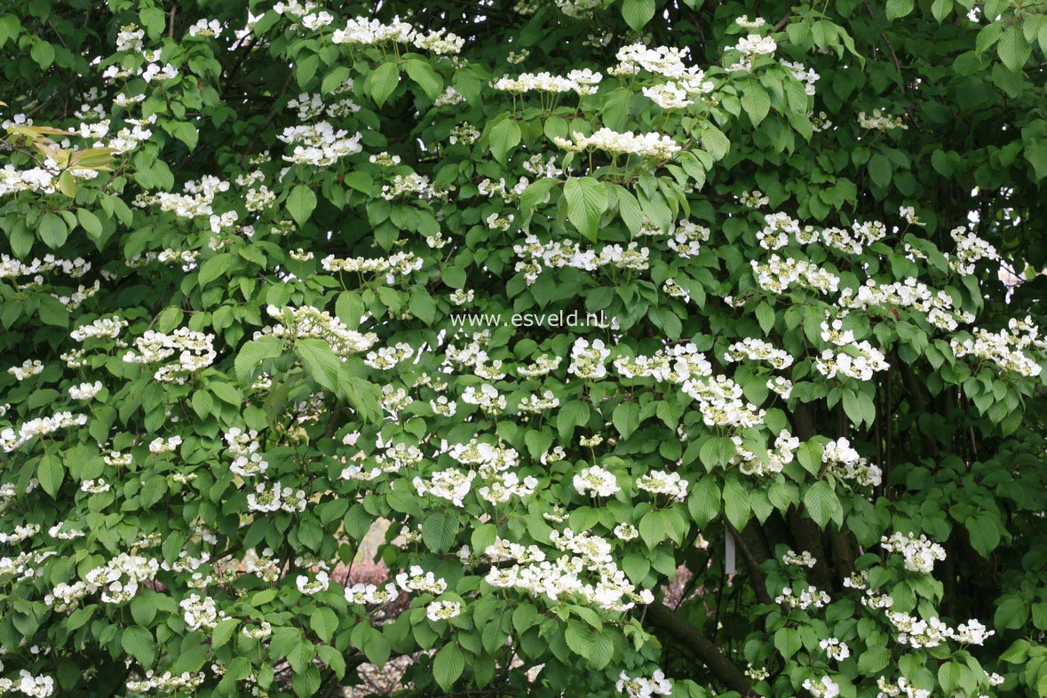 Viburnum plicatum 'Lanarth'