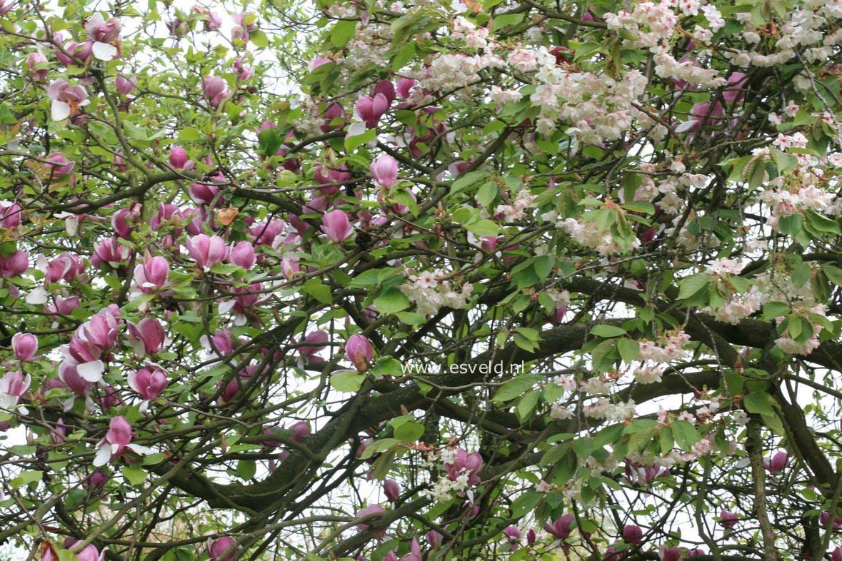 Magnolia soulangeana 'Lennei'