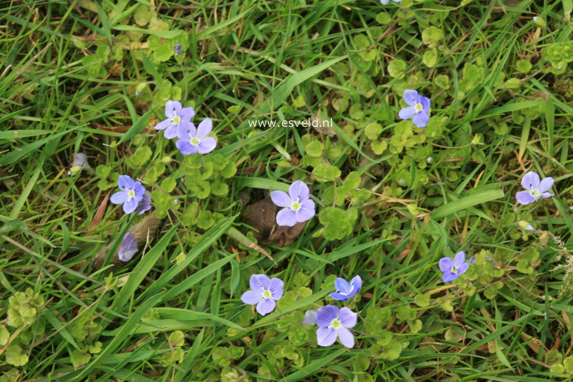 Veronica repens