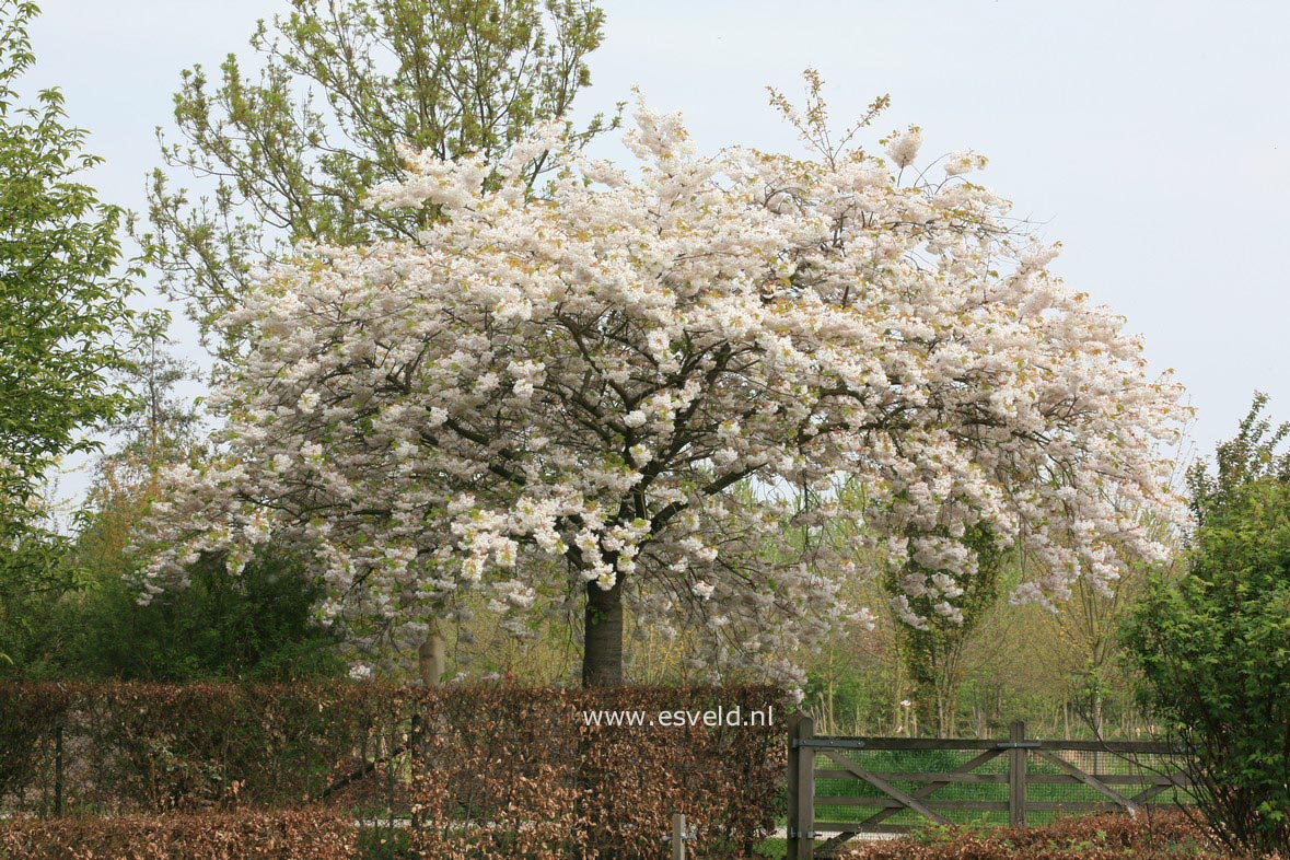 Prunus serrulata 'Shirotae'