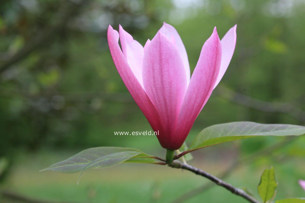 Magnolia 'Spectrum'