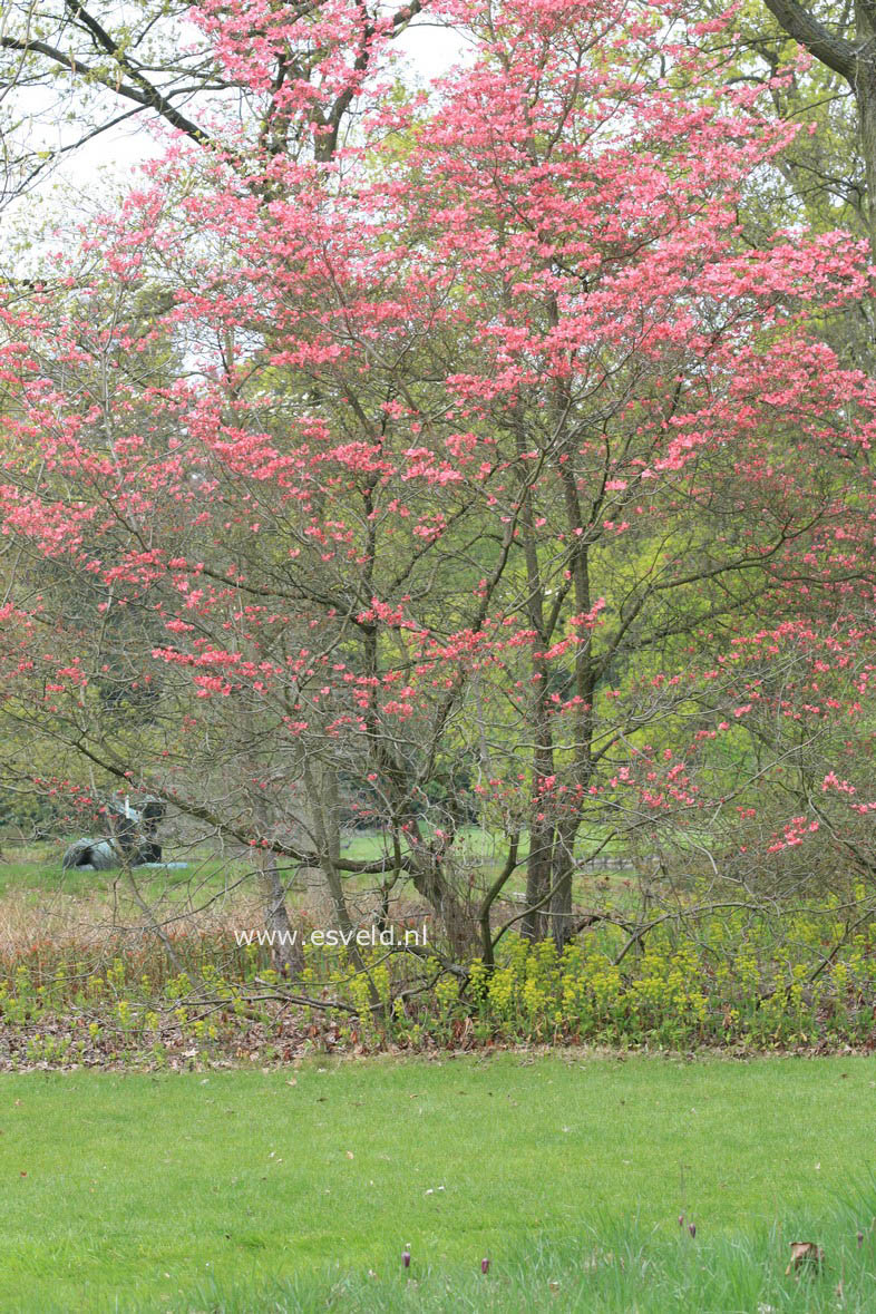 Cornus florida 'Cherokee Chief'
