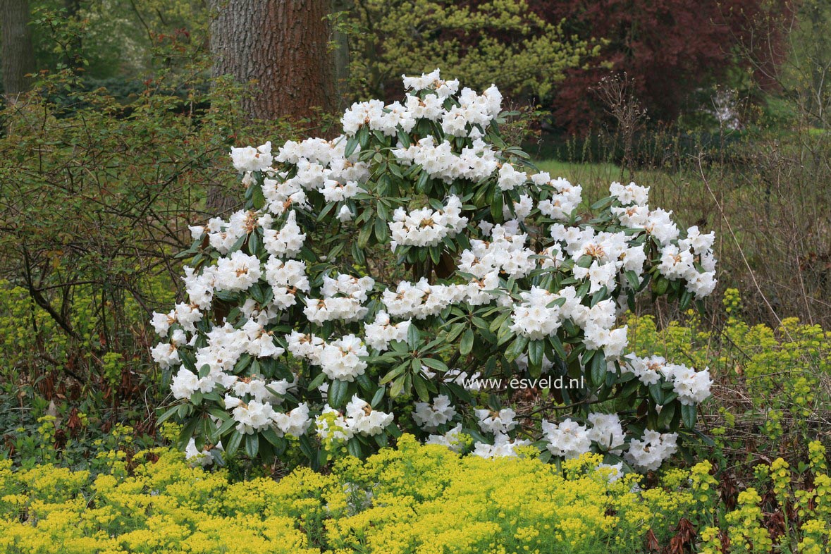 Rhododendron 'Teddy Bear'